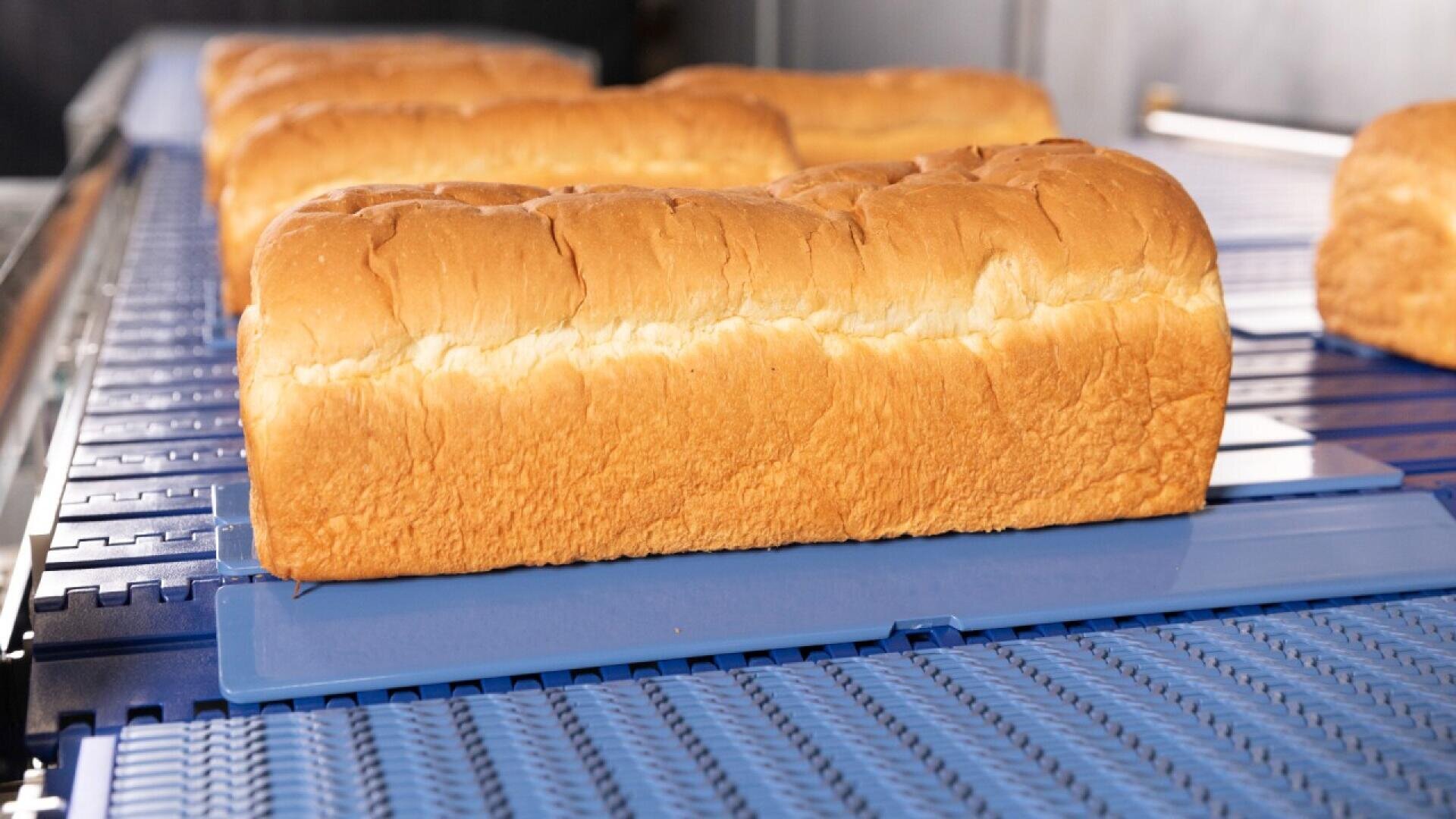 Mehrere frisch gebackene Brotlaibe werden auf einem blauen Förderband in einer Umgebung bewegt, die wie eine gewerbliche Bäckerei aussieht.