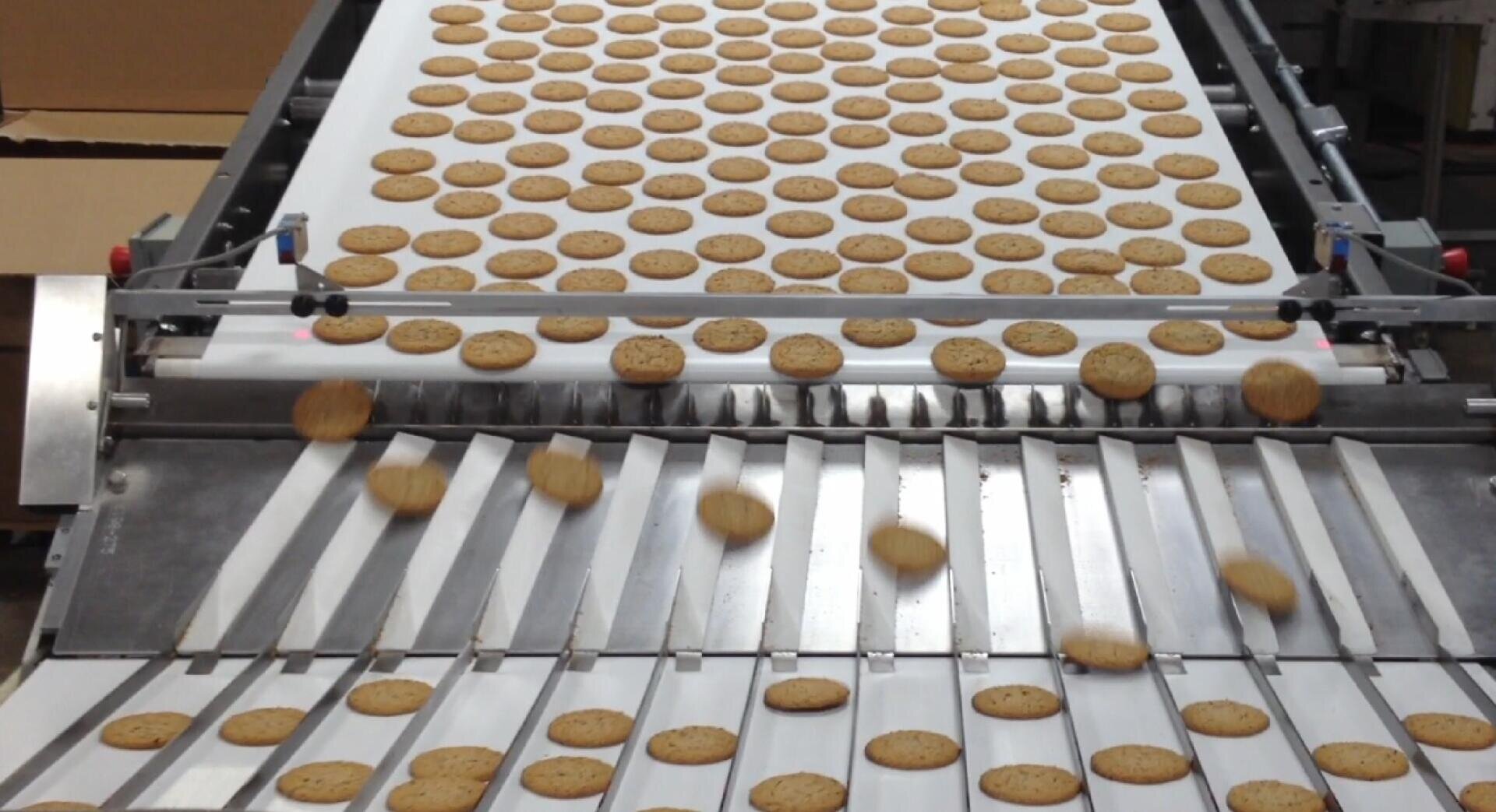 Rows of freshly baked cookies move along a conveyor belt in a factory, with some cookies being sorted onto separate lanes by metal dividers for packaging or further processing.