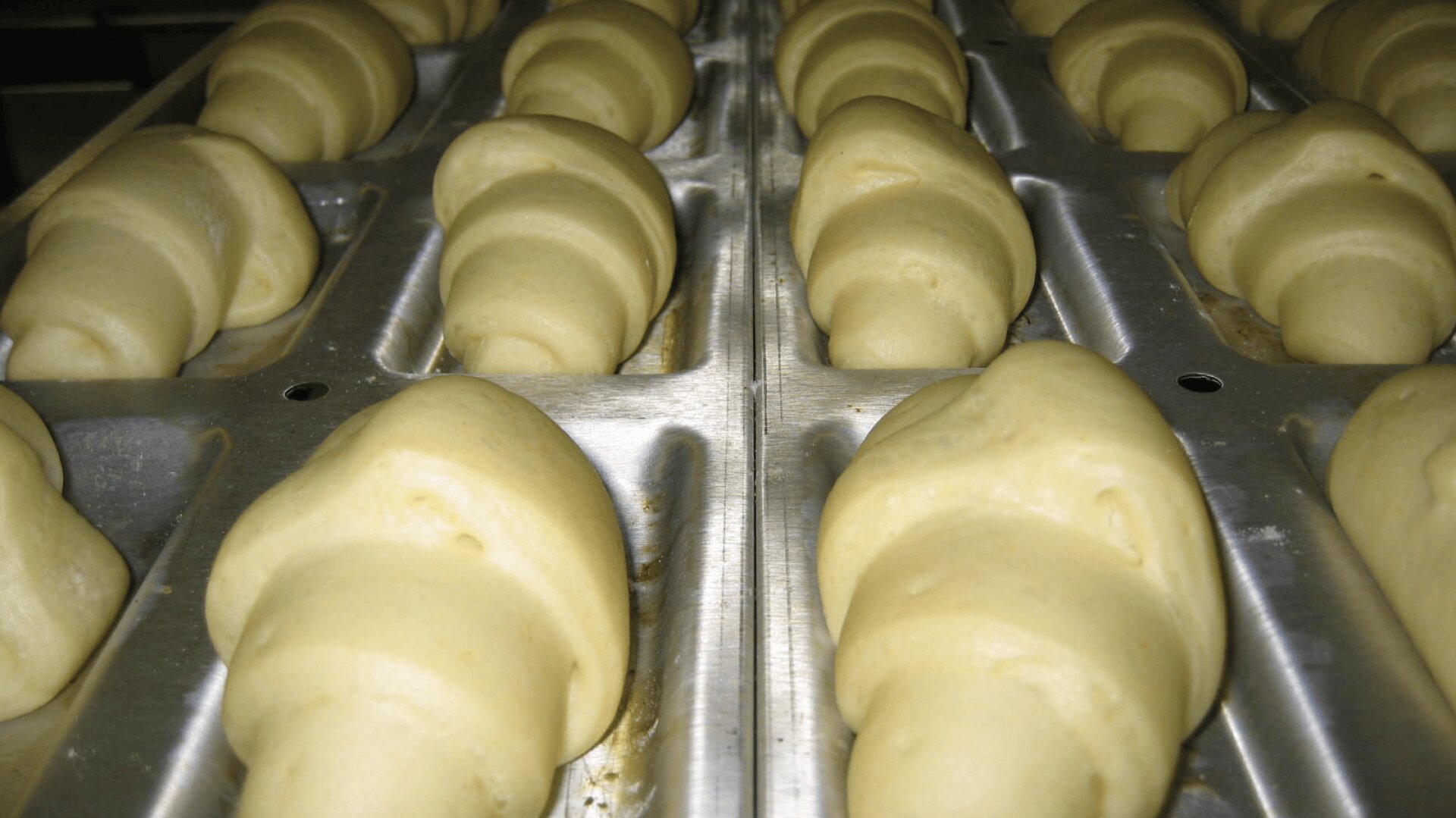 Close-up view of several unbaked croissants arranged in rows on a metal baking tray, ready to be baked.